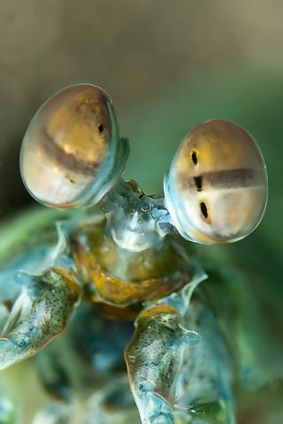 Mantis Shrimp