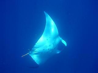 Soaring Manta