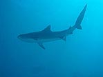 Tiger Shark, Cocos (Keeling) Islands