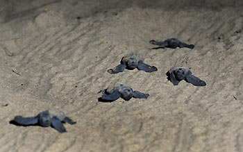 Loggerhead Turtle Hatchlings at 'Mon Repos', Bundaberg, Queensland, Australia.