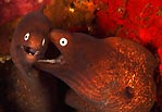 Moray fight