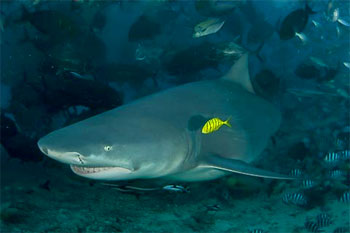 Bull Shark - photographed by underwater australasia member David Baxter