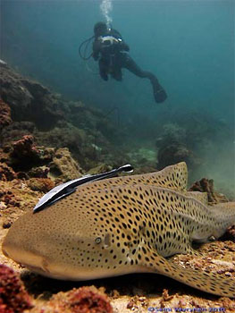 Leopard Shark - photographed by underwater australasia member Sami Varyrynen