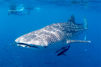 Whale Shark - photographed by underwater australasia member Daniel Norwood