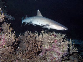 Whitetip Reef Shark - photographed by underwater australasia member John Fergusson