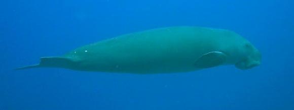 Lonely Dugong KAT, Cocos (Keeling) Islands