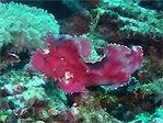 Leaf Scorpionfish ?