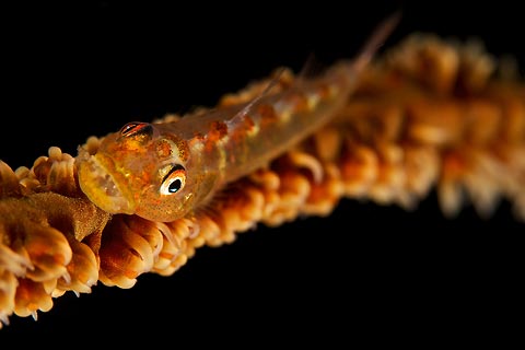 Whip Coral Goby