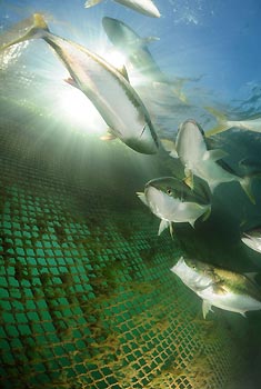 Swim with Kingfish at Whyalla, South Australia