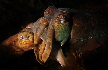 Mating Australian Giant Cuttlefish at Whyalla, South Australia