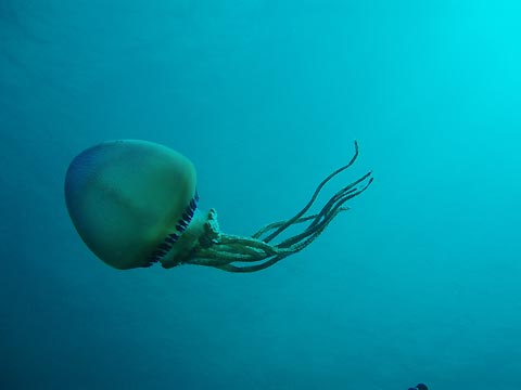 Jellyfish