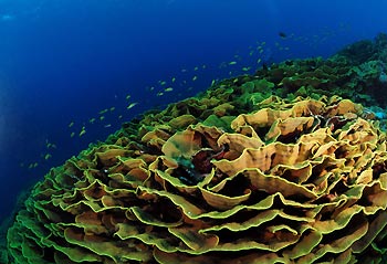 Cabbage Patch - Cocos Keeling Islands, Western Australia