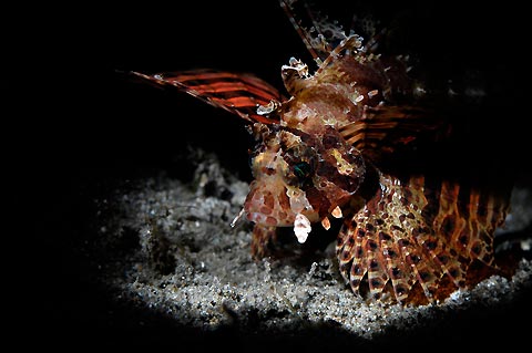 Lionfish on the Spotlight