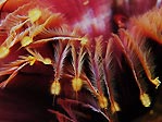 Underwater Petals