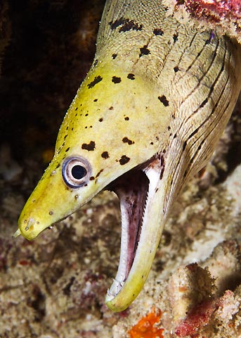 Yellow Eel