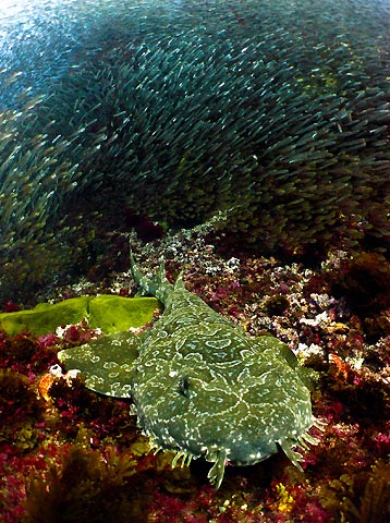 Wobbegong and Glassfish