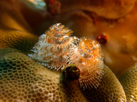 Christmas Tree Worm