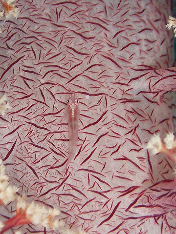 Ghost Goby on Soft Coral