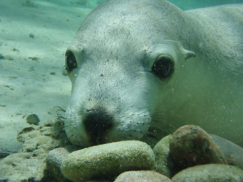 Sea Lion Resting by Rocks