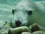 Sea Lion Resting by Rocks