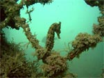 Sea Horse at Balmoral Beach