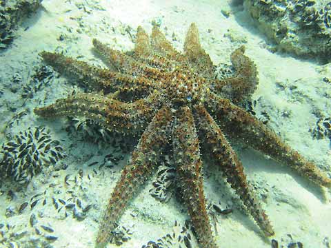 11 Arm Sea Star