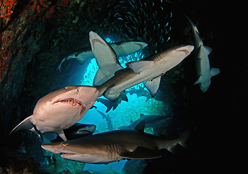 Grey Nurse Sharks aggregating at the entrance of Fish Rock Cave, South West Rocks, Australia. Photo by Peter Hitchins, South West Rock Dive Centre.