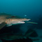 Australia's Grey Nurse Sharks - a plight for survival