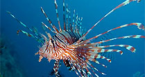 Lionfish