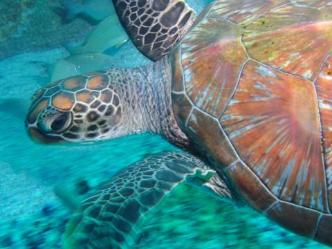 Colourful Turtle