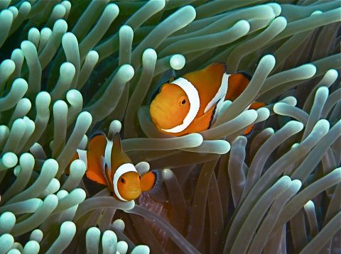 Finding Nemo in the Philippines