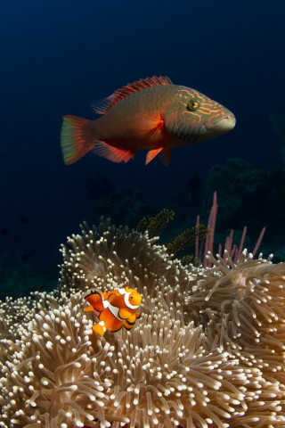 Do Wrasse Eat Anemonefish?