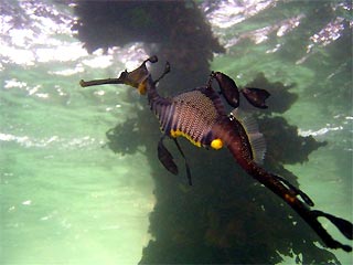 Weedy Seadragon at Portsea