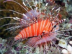 Lionfish