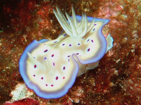 Nudibranch