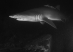 Grey Nurse Shark