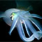 Squid (Sepiotheutis sp)