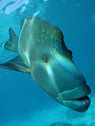 Maori Humphead Wrasse, an endangered species. By Tyrone Canning