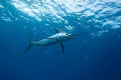 Striped Marlin by Doug Perrine - Seapics