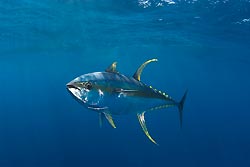 Yellowfin Tuna by C&M Fallows