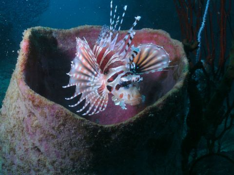 Lionfish in tube sponge