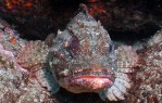 Scorpion Fish