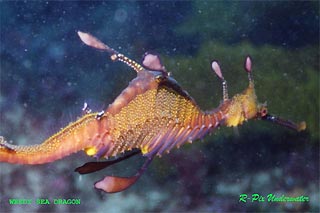 Weedy Sea Dragon