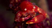 Red Squat Lobster