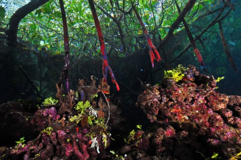 Mangroves