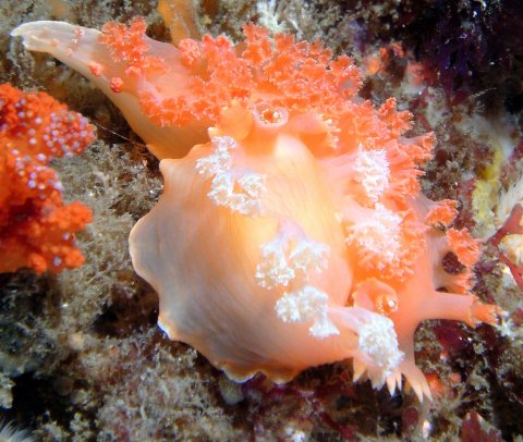 Mating Apricot Nudibranchs