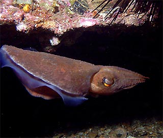 Cuttle Fish