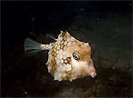 Turretfish