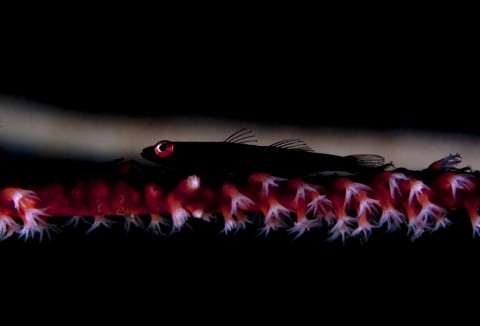 Goby Silhouette