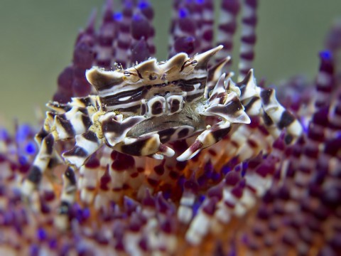 Underwater Zebra